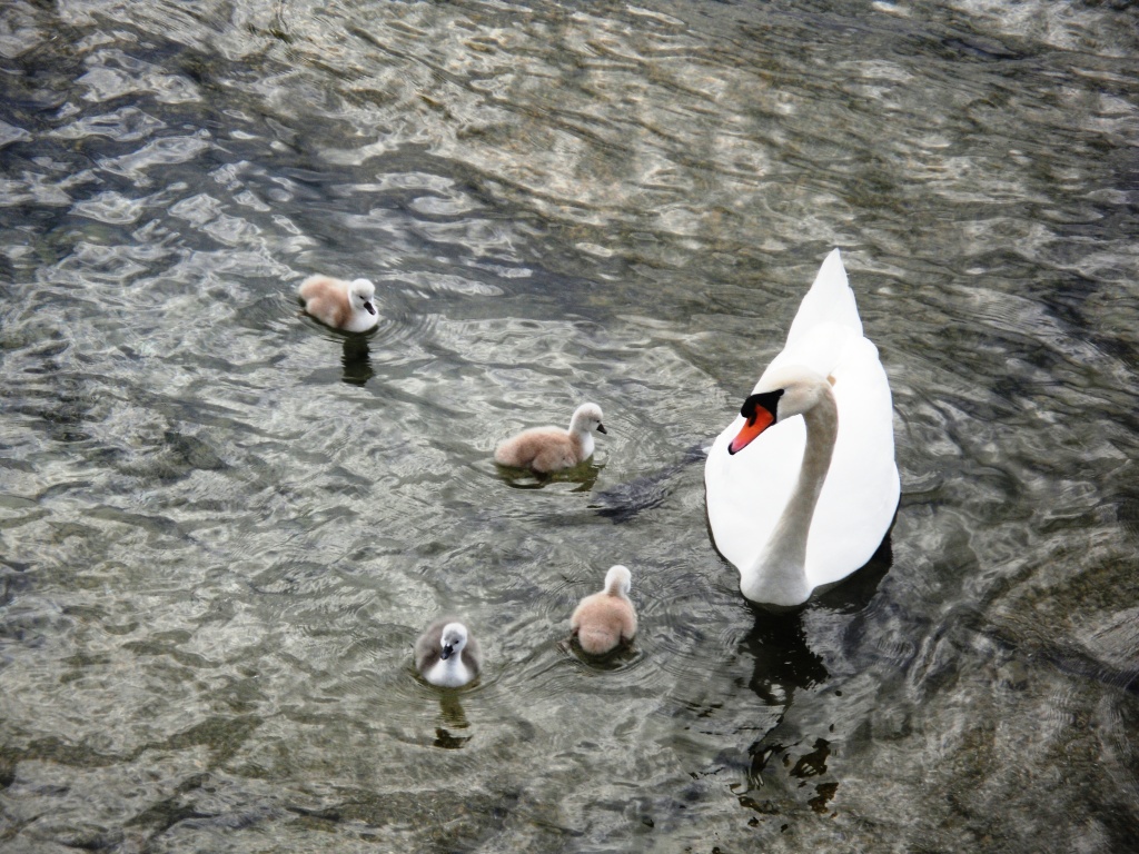 lago garda droni intcatch
