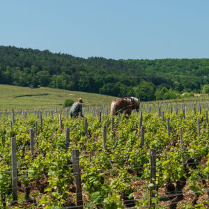 borgogna-burgundy borgogna burgundy