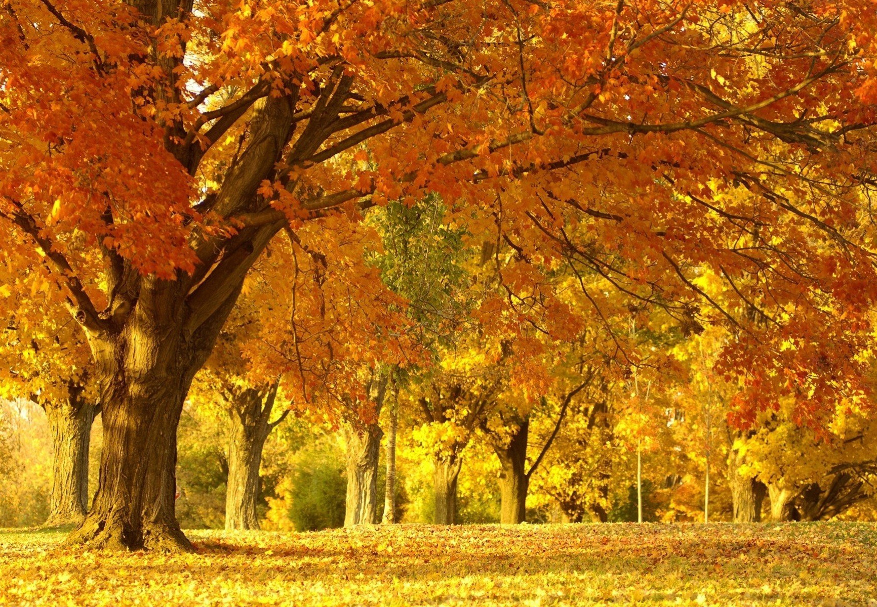 fall foliage new york autunno