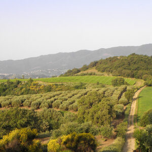 vino-calabria
