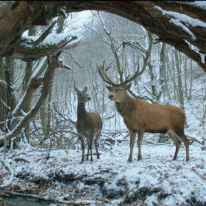 On body and soul, orso d'oro