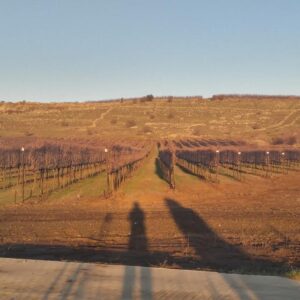 israeli wines