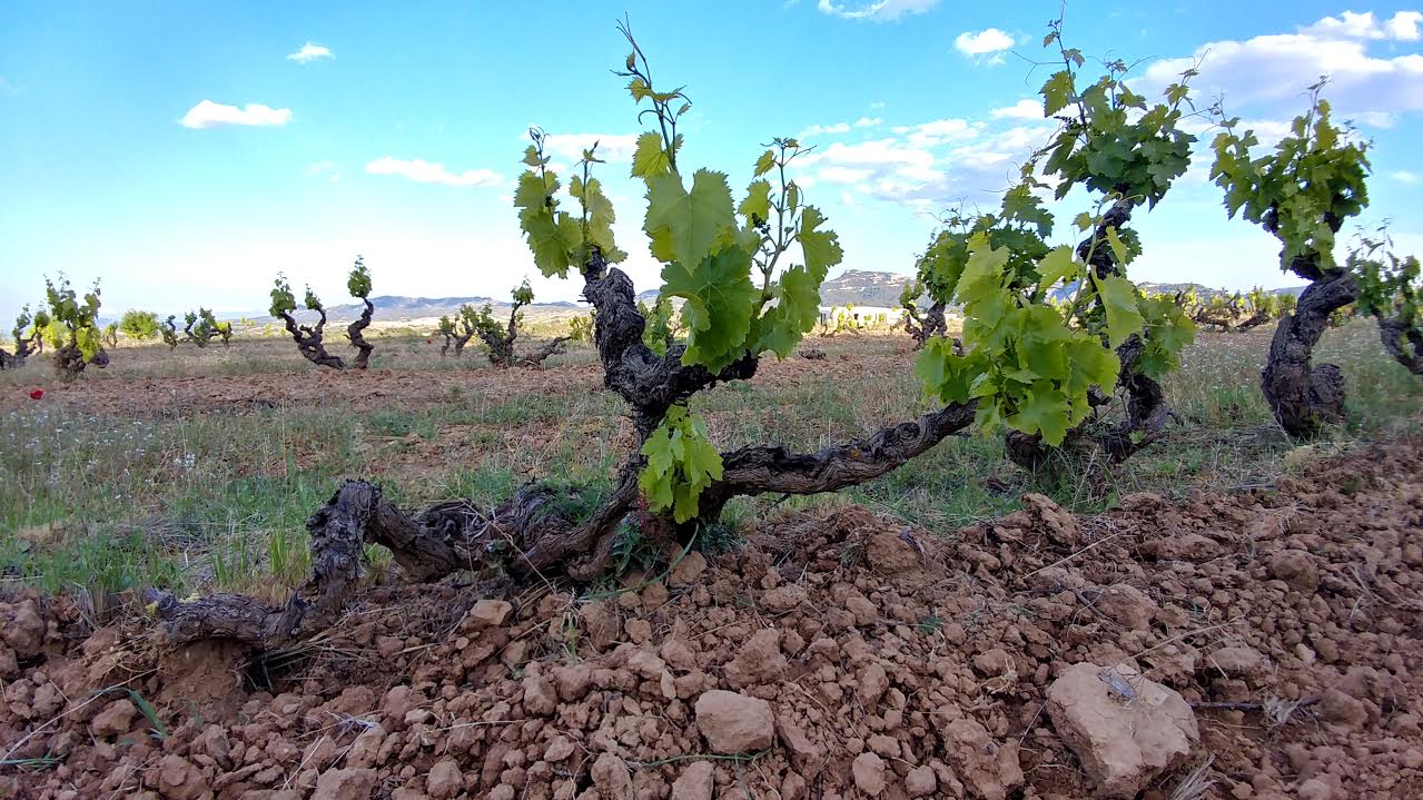 Experiencing Catalan Food & Wine at El Celler de Can Roca
