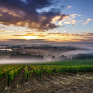 wine-oregon-yoga