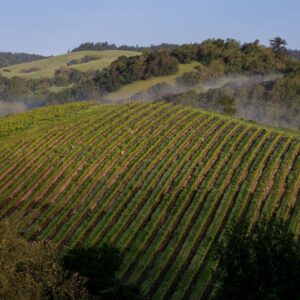 Bird's-Eye View of Merry Edward Bucher Vineyard. Photo Credit: George Rose