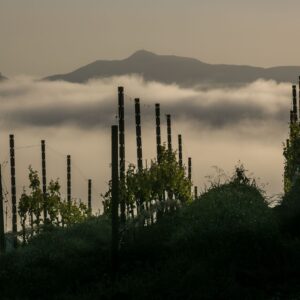 Merry Edward Bucher Vineyard Photo Credit: George Rose