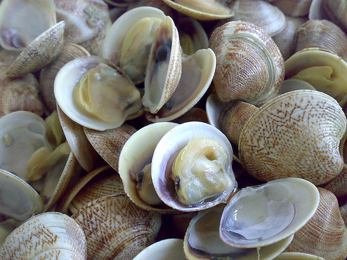 L’Unione Europea mette fuori legge le vongole italiane