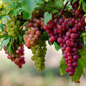 I vini del Veneto: la sorpresa che non ti aspetti