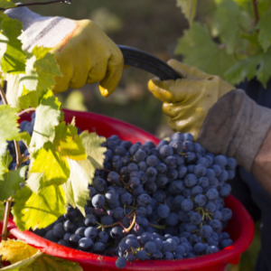 Tuscan-Wine-Gabbiano Tuscan-Wine-Gabbiano
