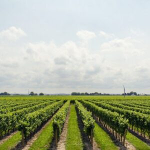 Montepulciano-wine-name