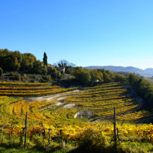 valpolicella-amarone-wine