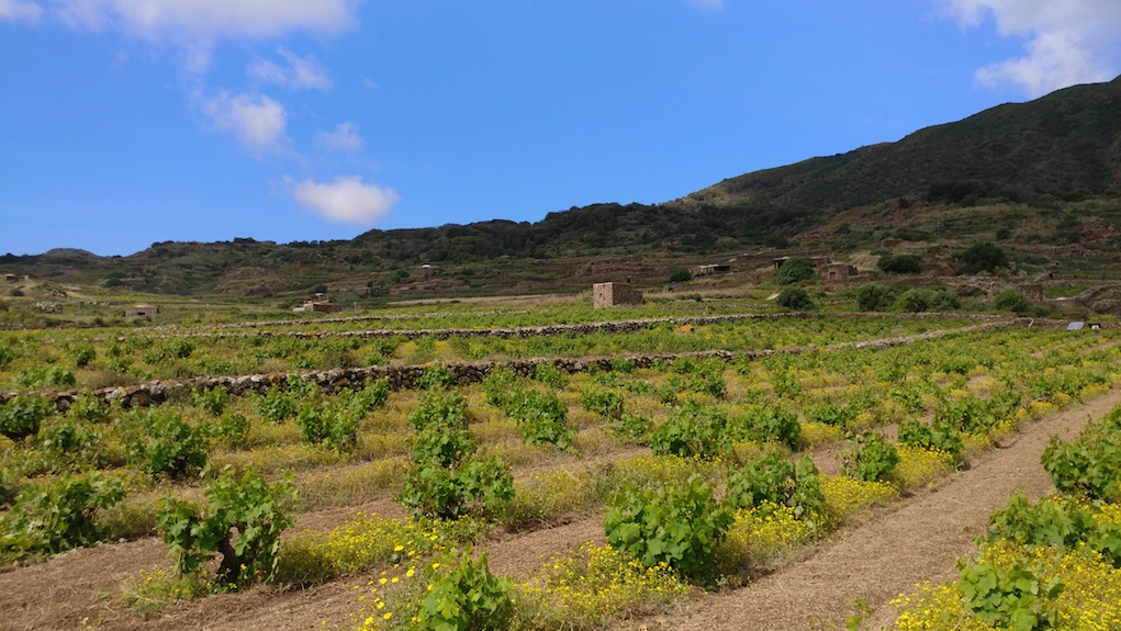 A Coste Ghirlanda Vineyard.