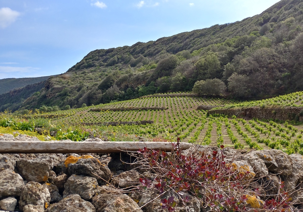 Coste Ghirlanda Vineyards.
