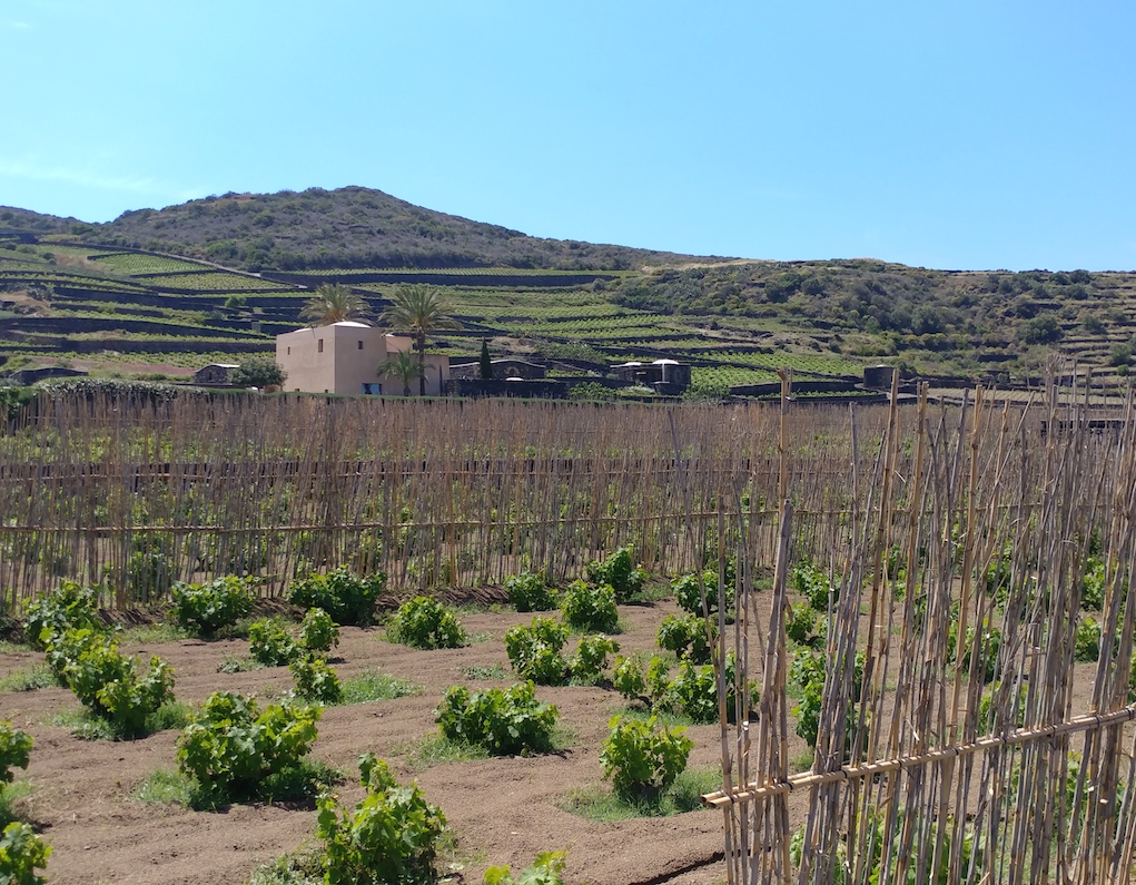 Donnafugata's Khamma Winery on Pantelleria.