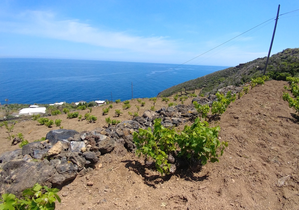 Donnafugata's Zibibbo Bush Vines by the Mediterranean Sea.