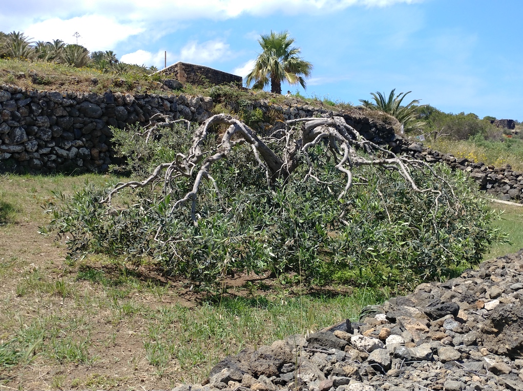 Olive Tree Weighted Down to Protect it from the Wind on Pantelleria Island.