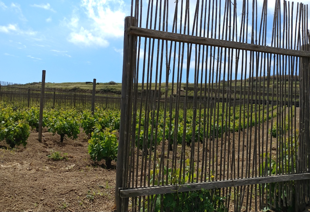 One of Donnafugata's Vineyards Protected from the Wind by Wood Slat Fences.