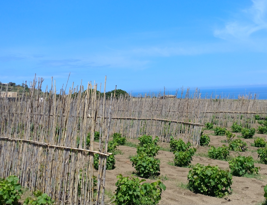 Slats of Wood protect Donnafugata's Zibibbo Vines by the Mediterranean Sea.