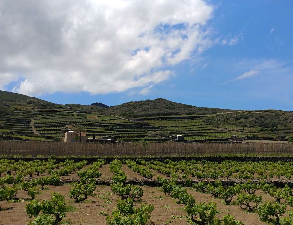 The View of Donnafugata's Khamma Winery Surrounded by Zibibbo Vineyards.