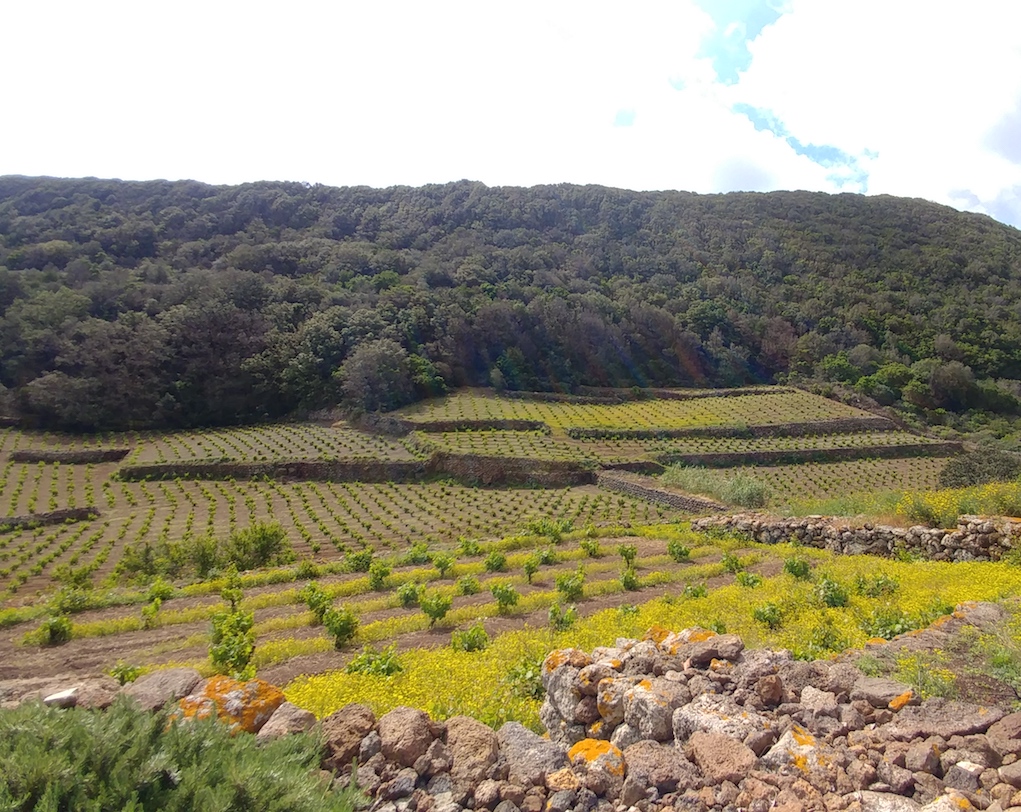 Vineyards at Coste Ghirlanda on the island of Pantelleria.