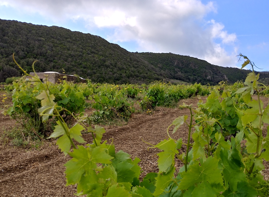Vineyards at Coste Ghirlanda.