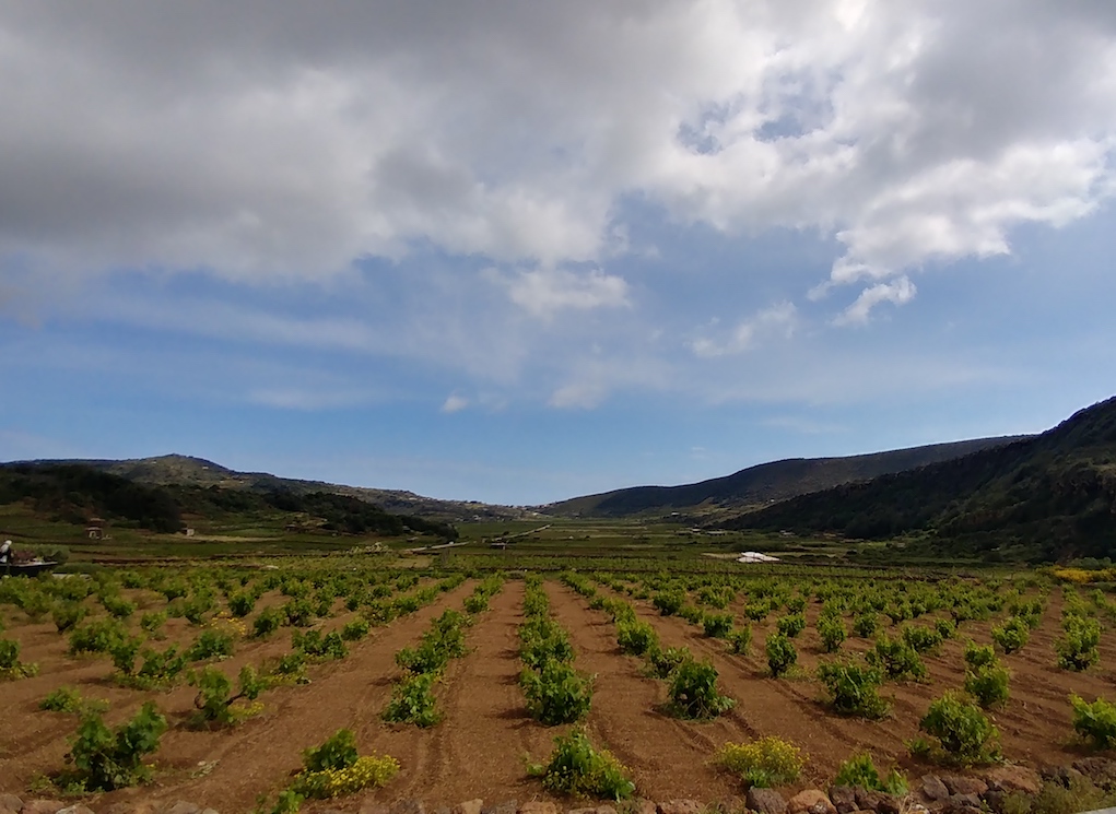 Wide View of the Coste Ghirlanda Vineyards After a Storm.
