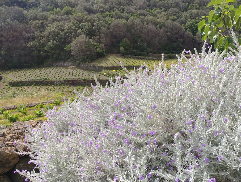 Wild Flowers Growing All Around the Vineyards of Coste Pantelleria.