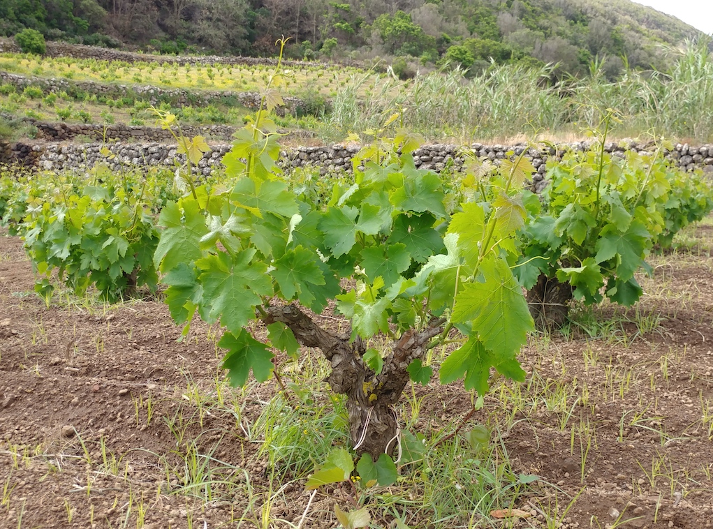 Zibibbo Bush Vine at Coste Ghirlanda.