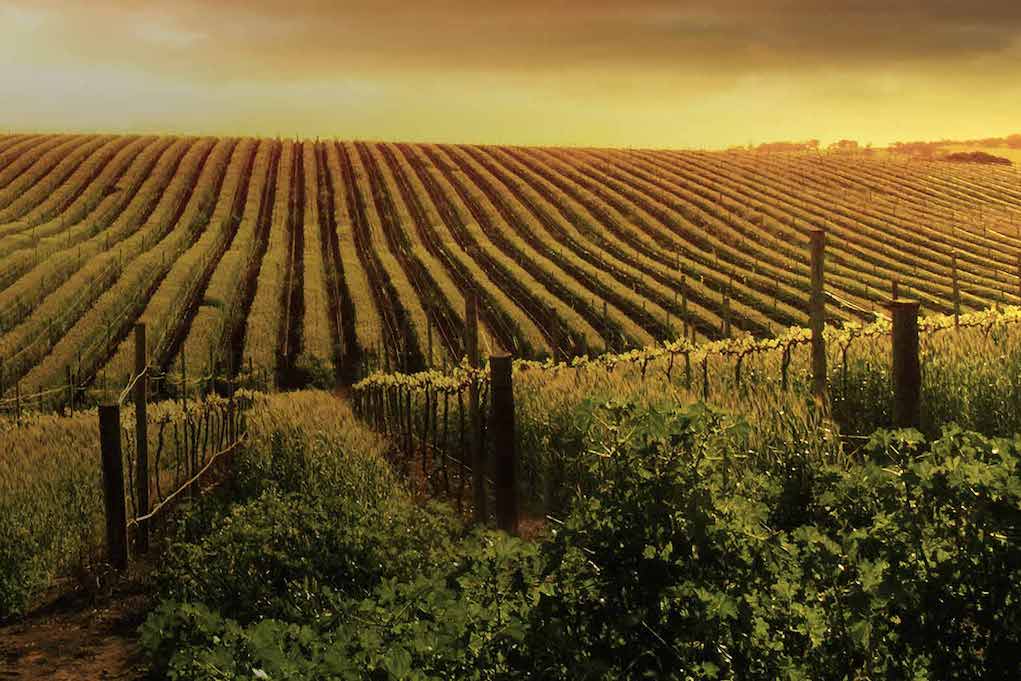 Landscape Vineyard. Photo Credit Australian Vintage