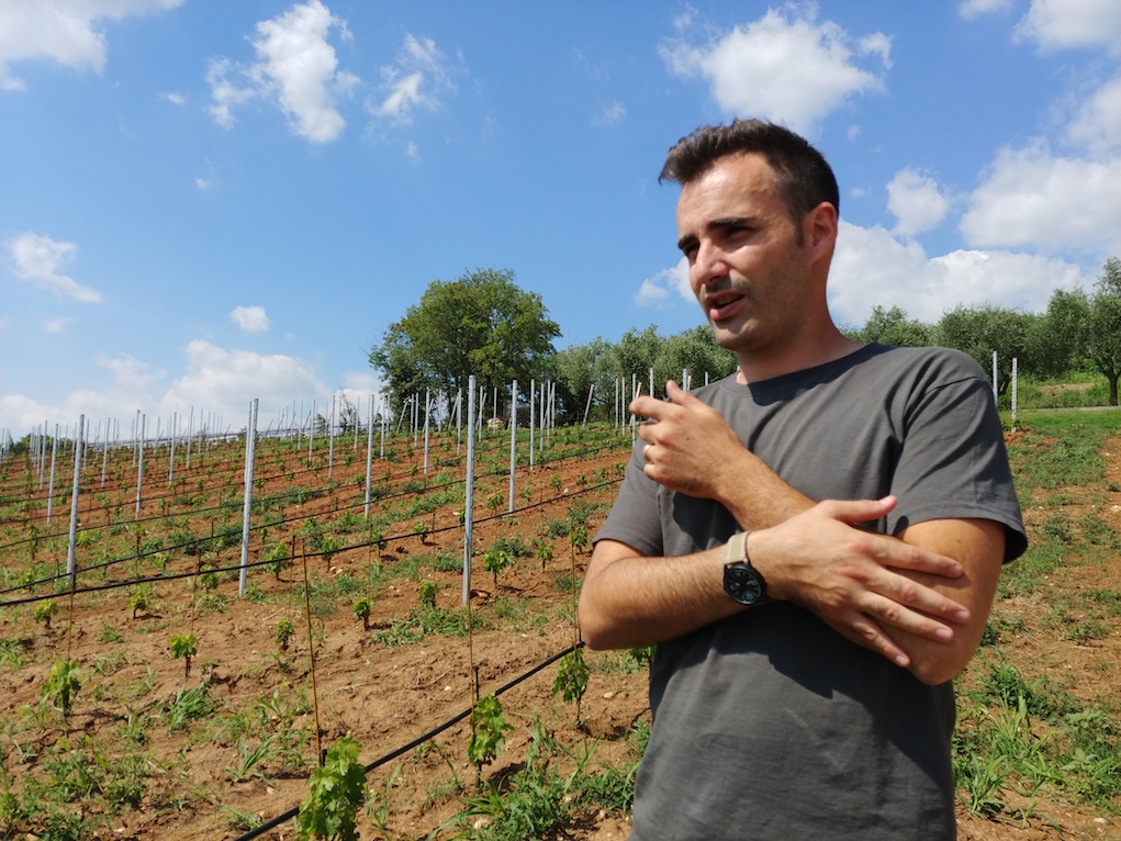 Sauro Maule in His Vineyards.