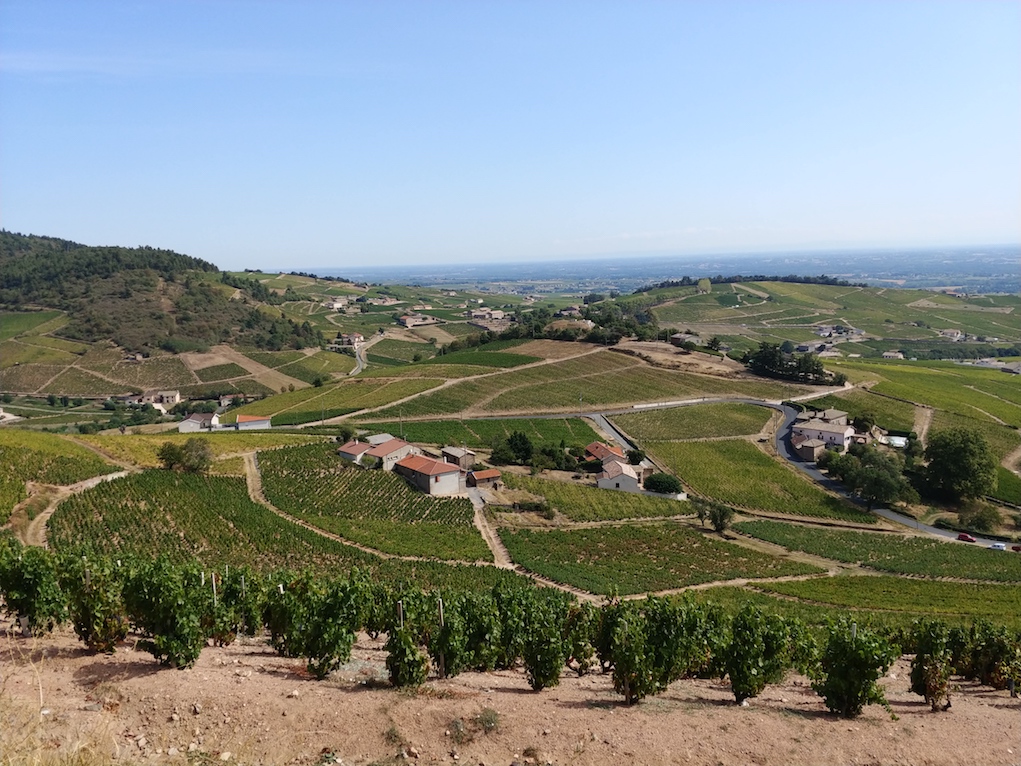 The Vineyards of Fleurie Cru in Beaujolais