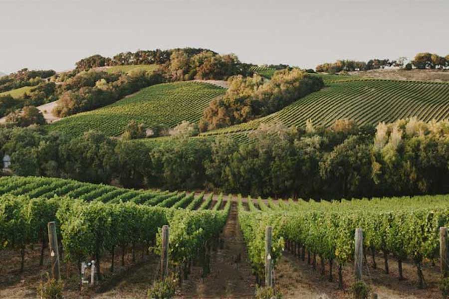 Chalk Hill Vineyards in Russian River Valley, Sonoma Photo Credit Chalk Hill Estate Vineyards & Winery