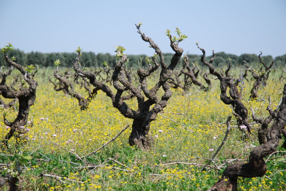Morella's Old Vines Photo Credit Morella