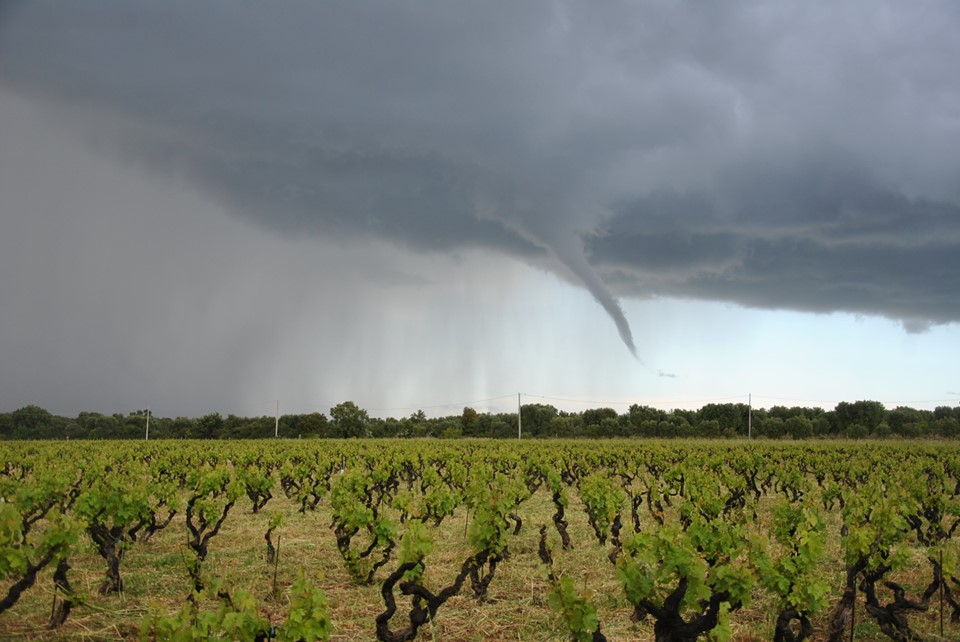 Old Vines Are Better At Finding Balance Even Under Tough Circumstances Photo Credit Morella