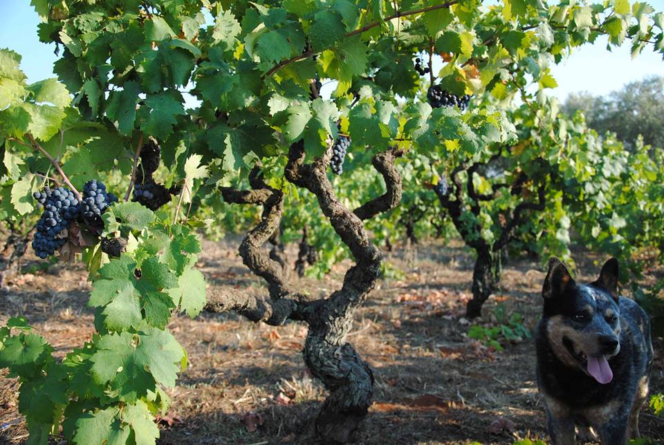 Some of Morella's Old Vines Photo Credit Morella