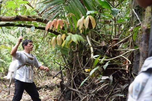 Guide in Amazon rain forest finds water in plants