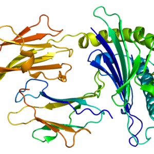 Protein_HLA-G_PDB_1ydp