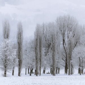 snowy scene
