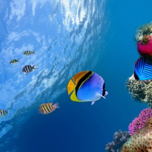 oceani-barrieracorallina-riscaldamento-globale-clima