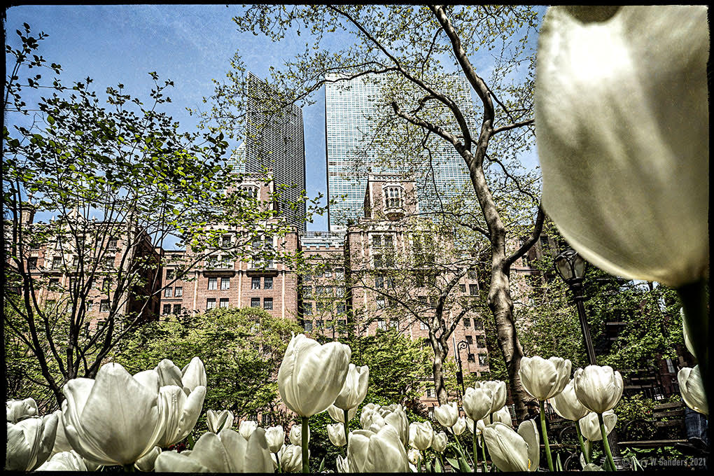 terry-w-sanders-tulipani-nyc Tulipani a New York City (Terry W. Sanders)