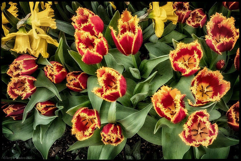 tulipani-nyc-terry-w-sanders-primavera Tulipani a New York City (Terry W. Sanders)