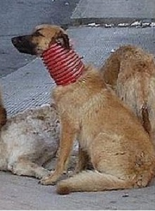 La triste storia del cane-giraffa siciliano Il “cane-giraffa” di Bagheria, foto circolata sul web