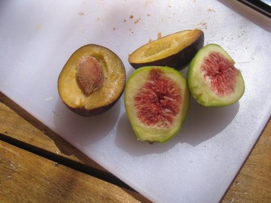 Vacanze italiane con gusto/ Italian holiday with taste Fichi e prugne raccolti dagli alberi dell'autrice / Figs and a plum from the author’s trees
