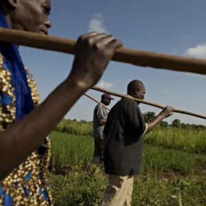 Contadini in un campo di riso, Uganda - FAO