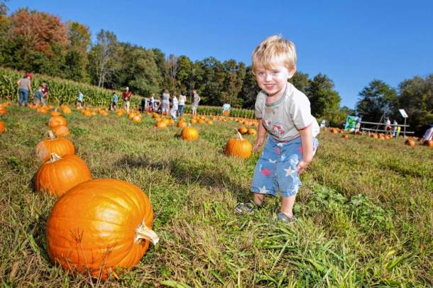 È Halloween! Tutti pazzi per il pumpkin picking