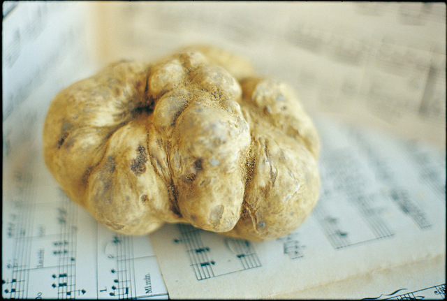 tartufo