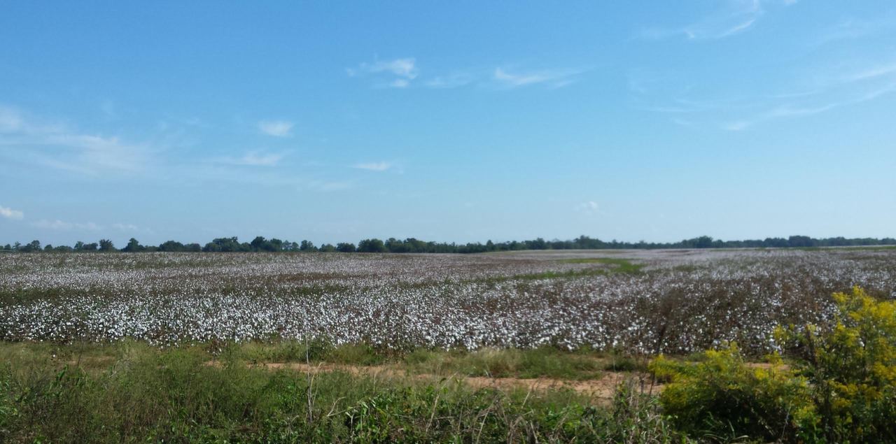 Campi di cotone nei pressi di Tuskegee in Alabama