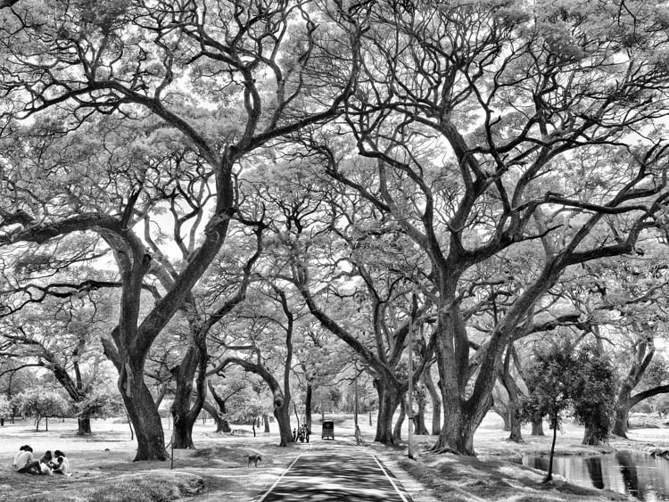 alberi