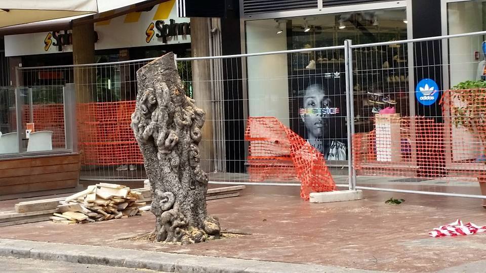 alberi abbattuti