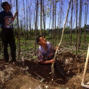 Addis Ababa: Historic Deal at UN International Conference on Financing for Development In many rural economies, the forest enterprises of families and communities are major contributors to local livelihoods. Photo: FAO/Giuseppe Bizzarri